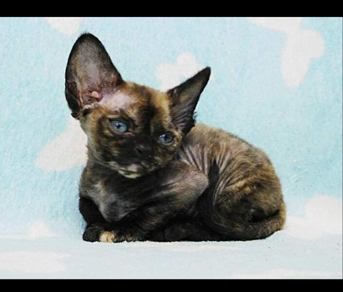 devon rex gumtree